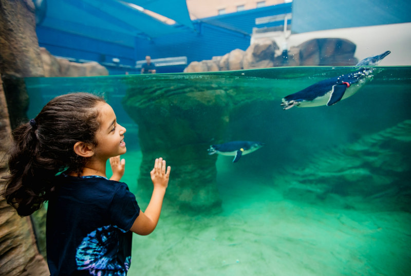 Birch Aquarium at Scripps, Jordann Tomasek.