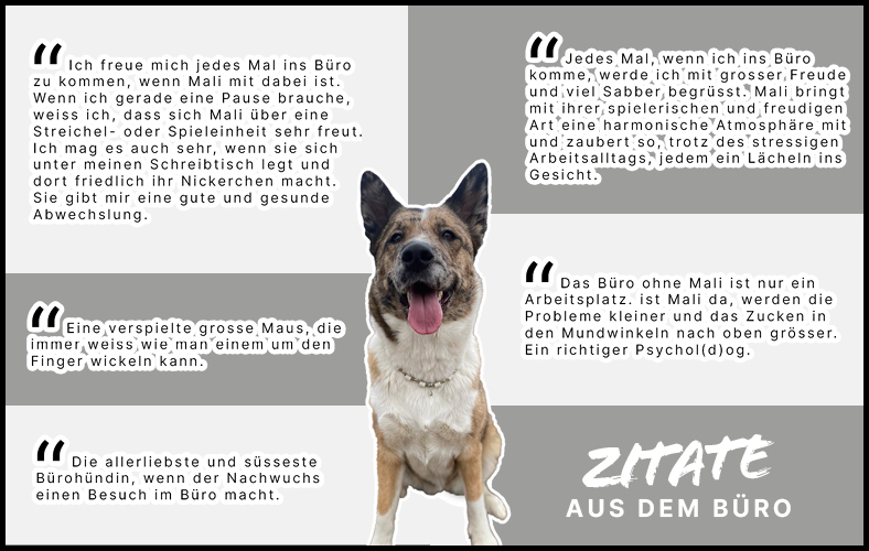 blog-buerohund-hundeerziehung-buero-hund-hund-am-arbeitsplatz-arbeitsklima-büerohund-training2.jpg