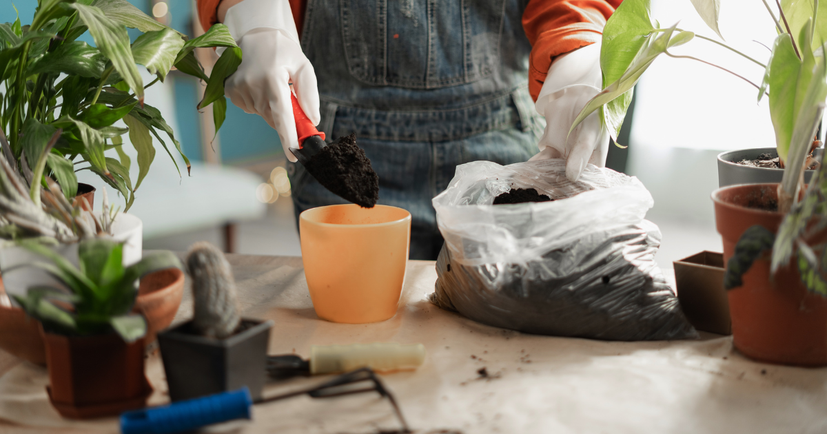 zz plant repotting .png