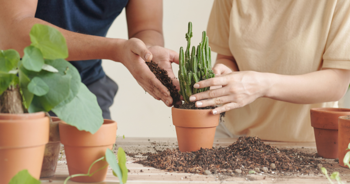 Position the Plant in the New Pot.png