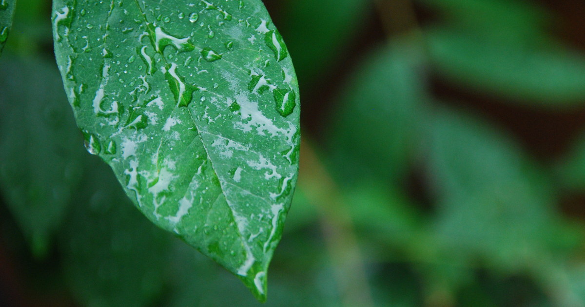 indoor plant water.png