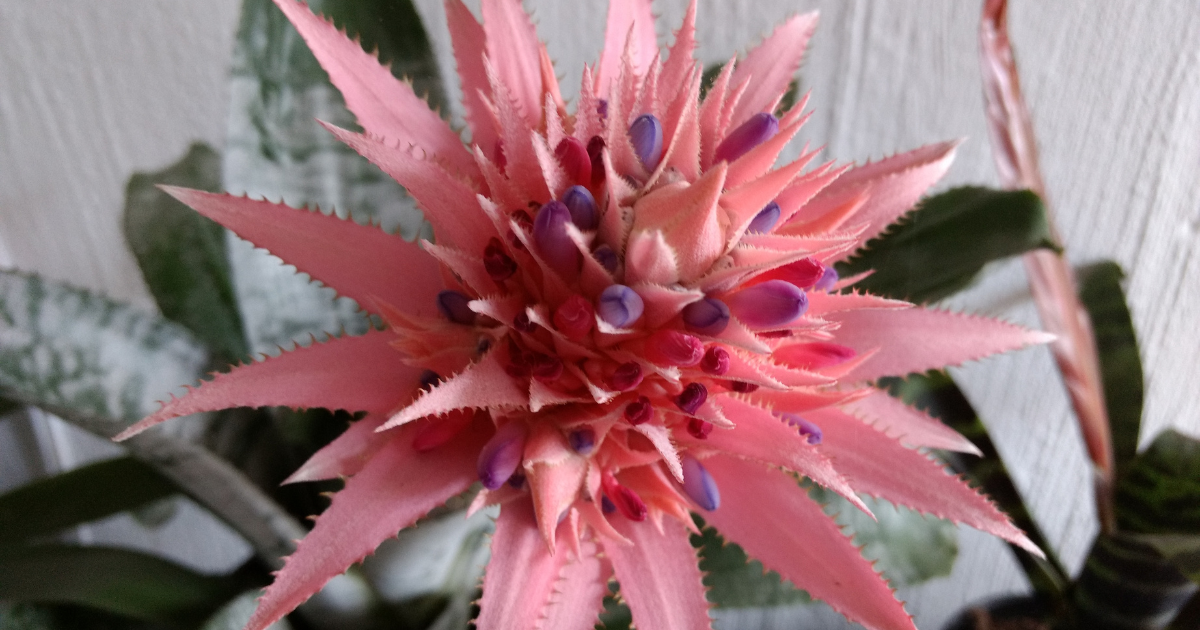 Bromeliad Aechmea Pink.png