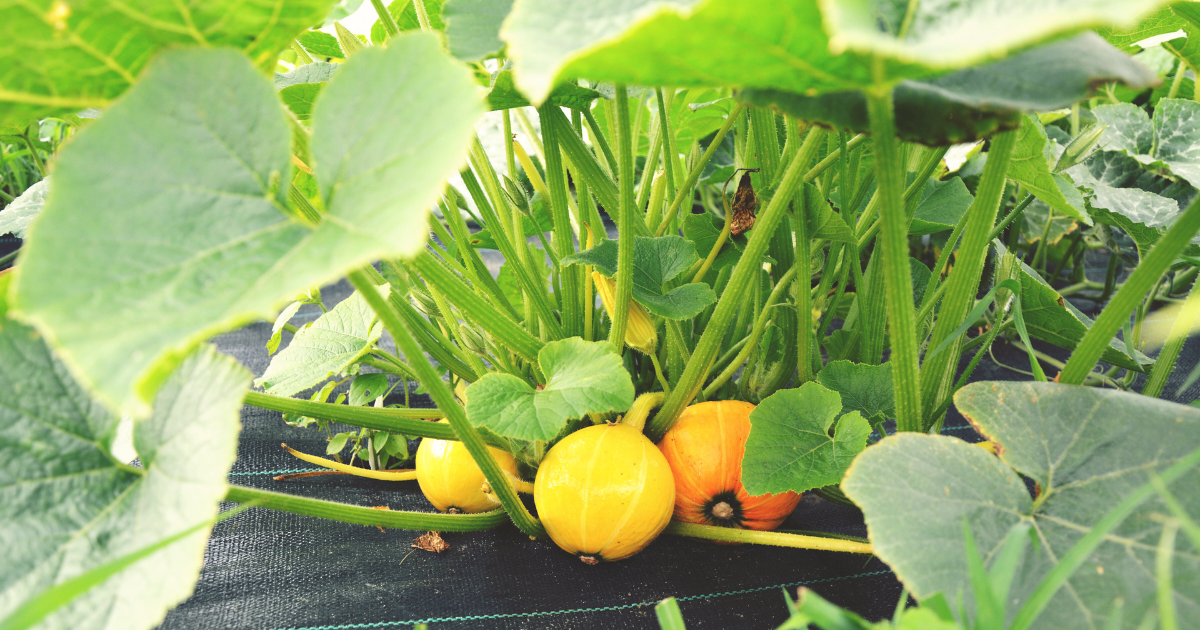 Vegetables to Plant in June.png