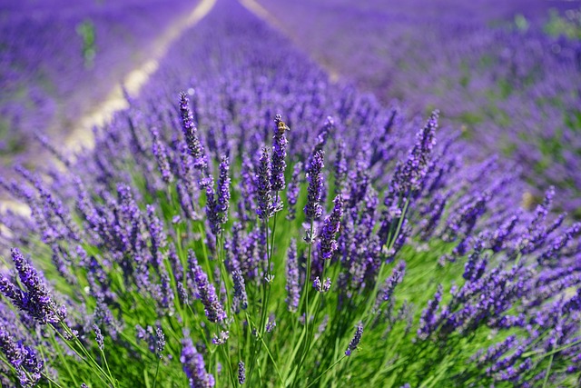 lavender-1595587_640.jpg