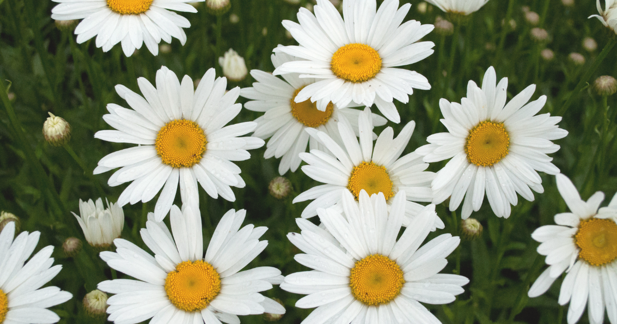 shasta-daisies.png