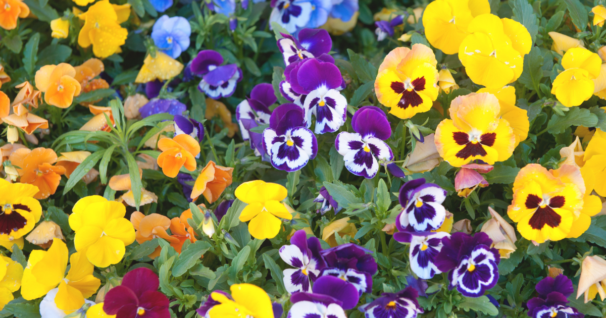 Pansies (1).png