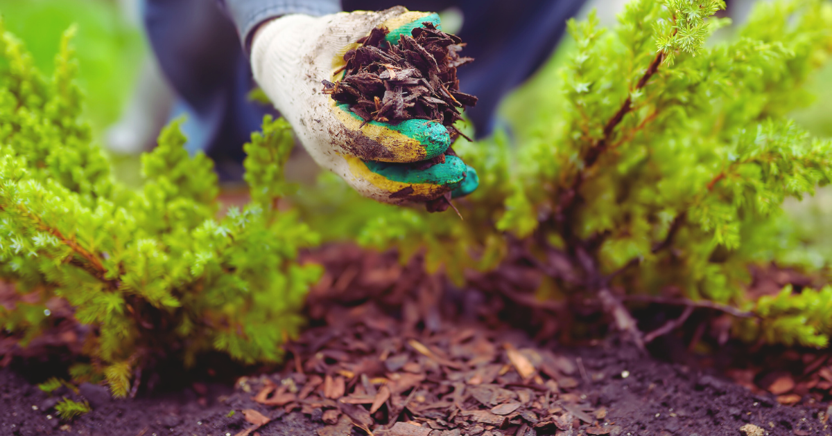 Preventing Soil Dryness.png