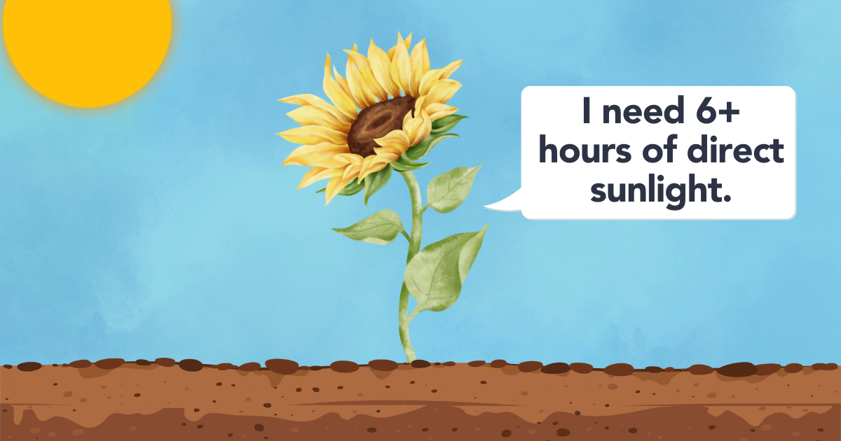 Sunlight Requirements Sunflowers.png