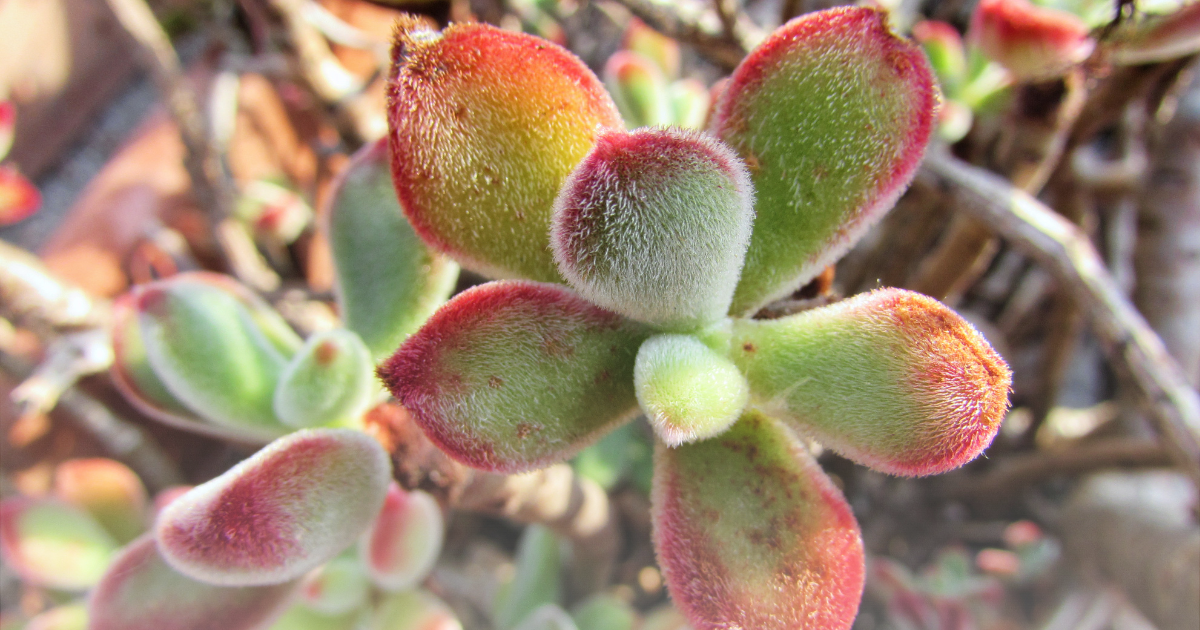 Echeveria pulvinata (1).png