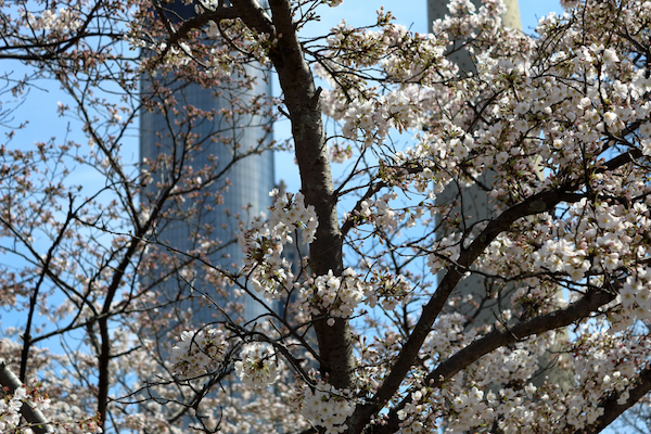 dogwood tree in blossom for local business events Atlanta