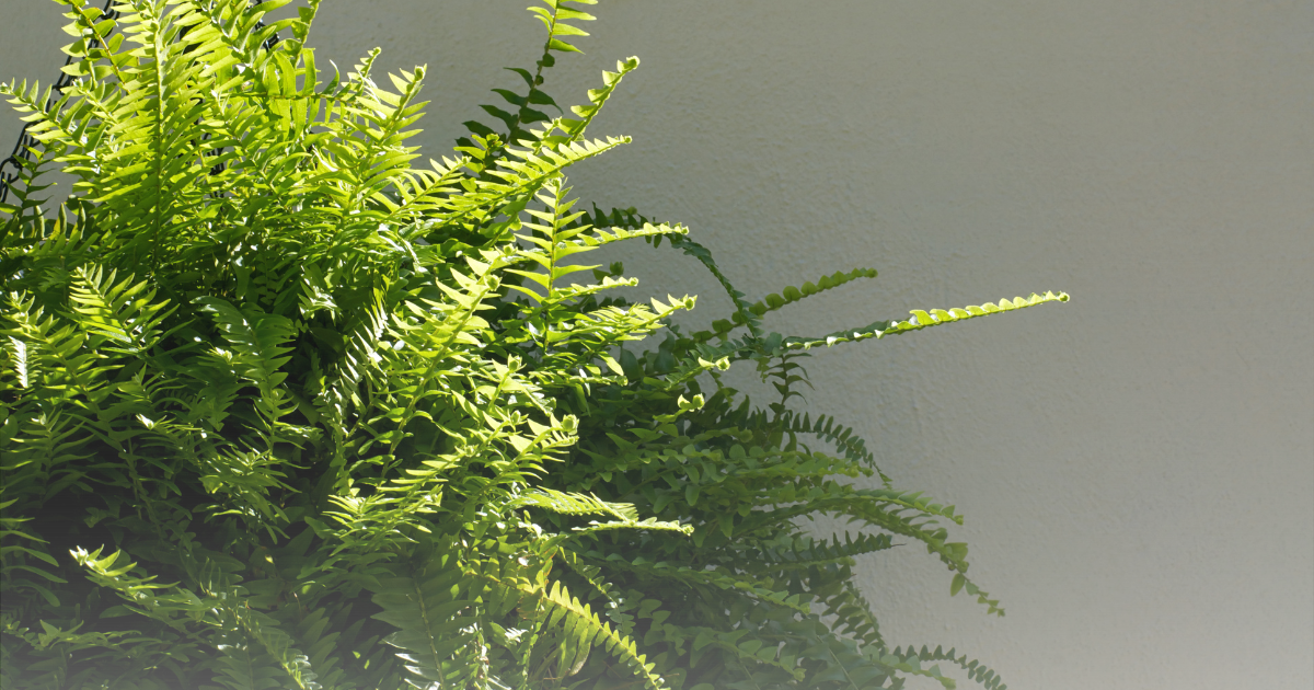 Boston Fern (1).png