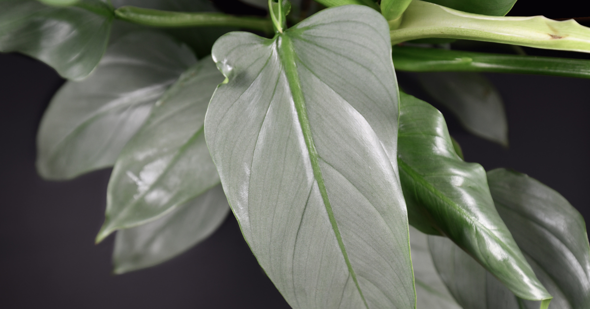 Philodendron Silver Sword .png