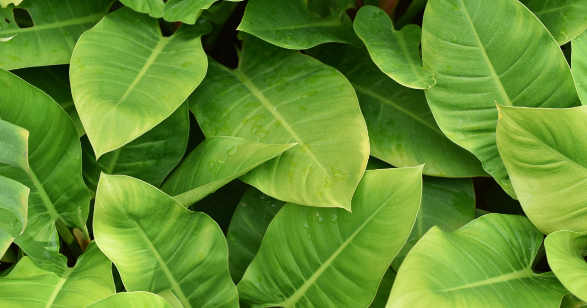 Philodendron Imperial Green .png