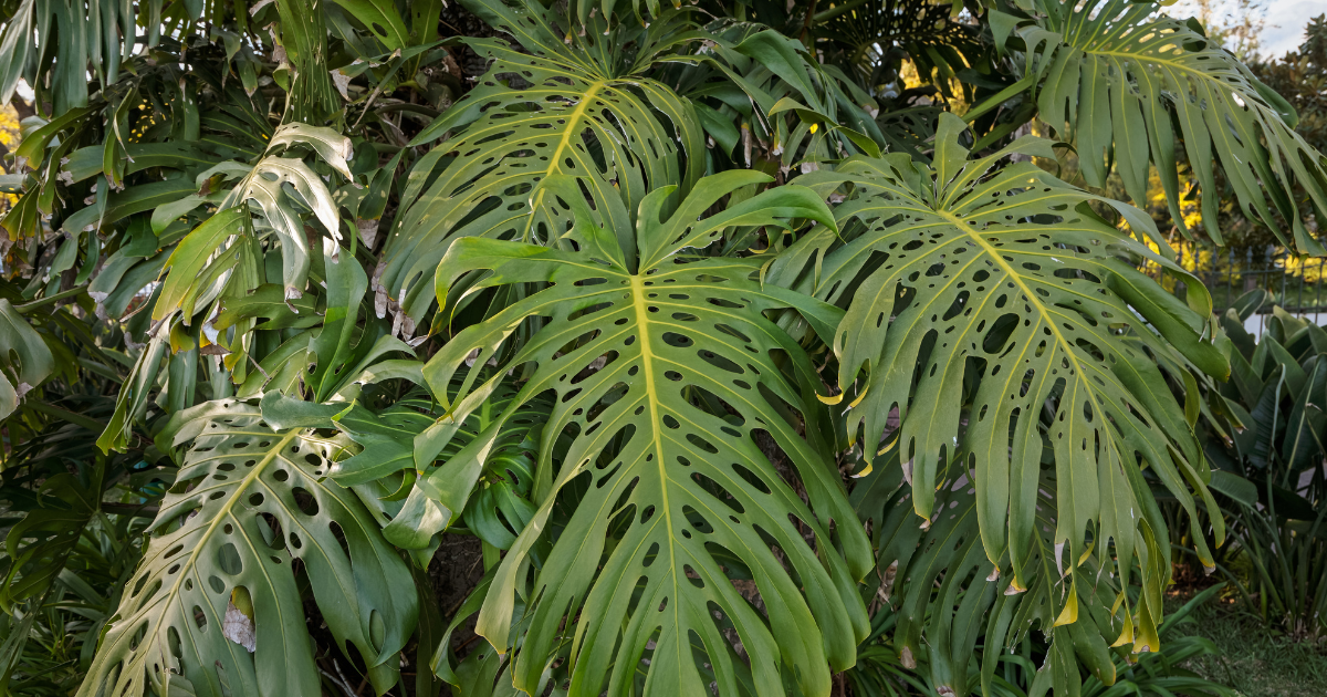 Split Leaf Philodendron.png