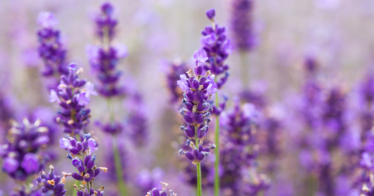 outdoor Lavender.png