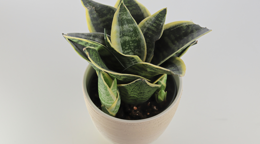 snake-plant.png