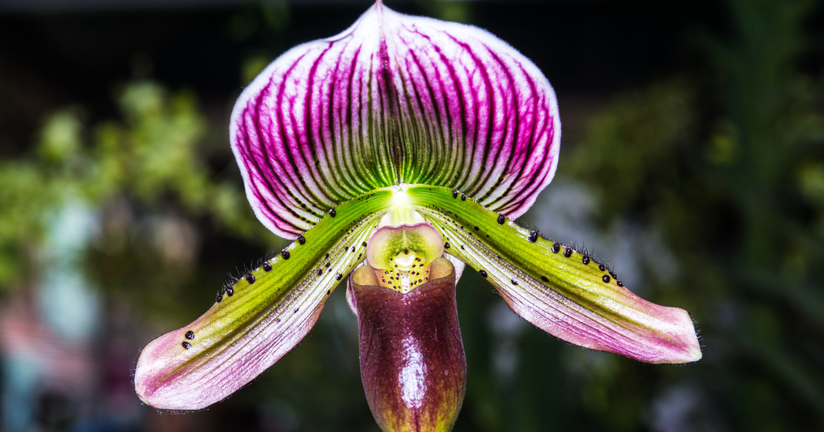 Paphiopedilum (Slipper Orchid).png