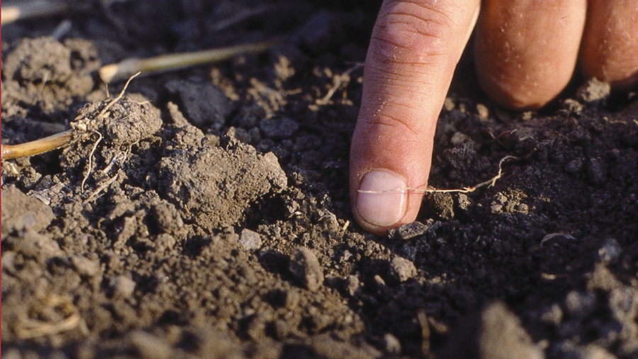 checking soil moisture.jpg