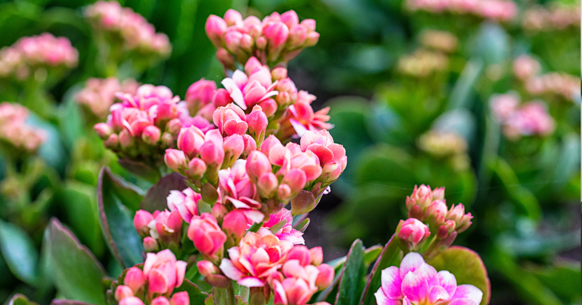 Kalanchoe.png