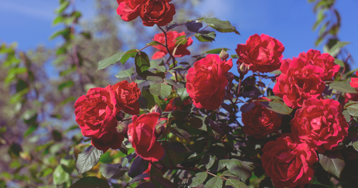 Roses.png