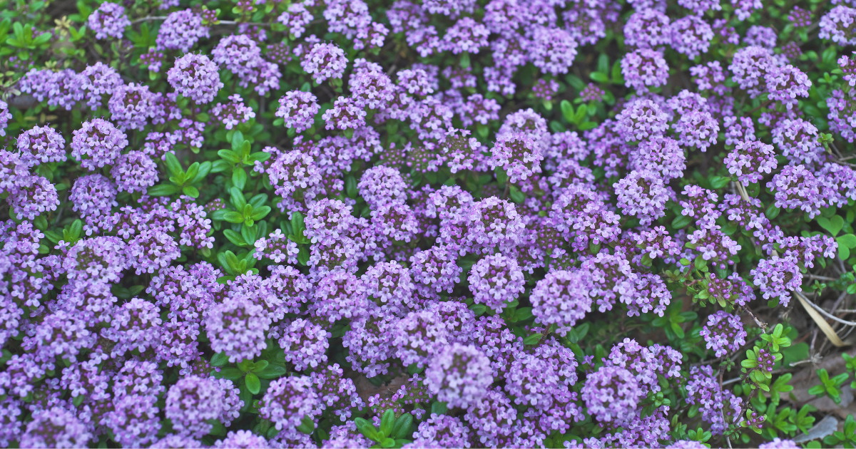 Creeping Thyme.png