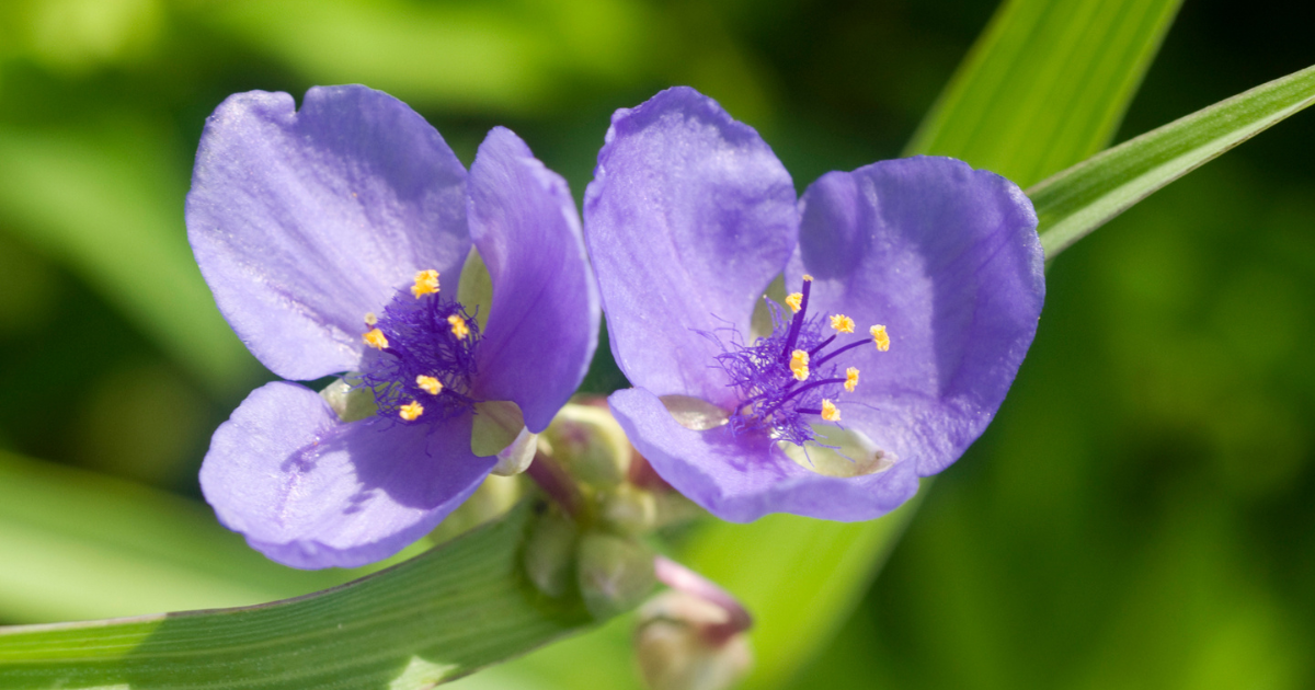 Spiderwort.png