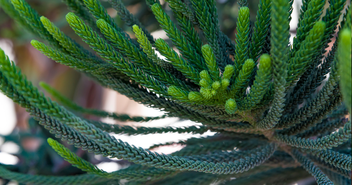 Norfolk Island Pine.png