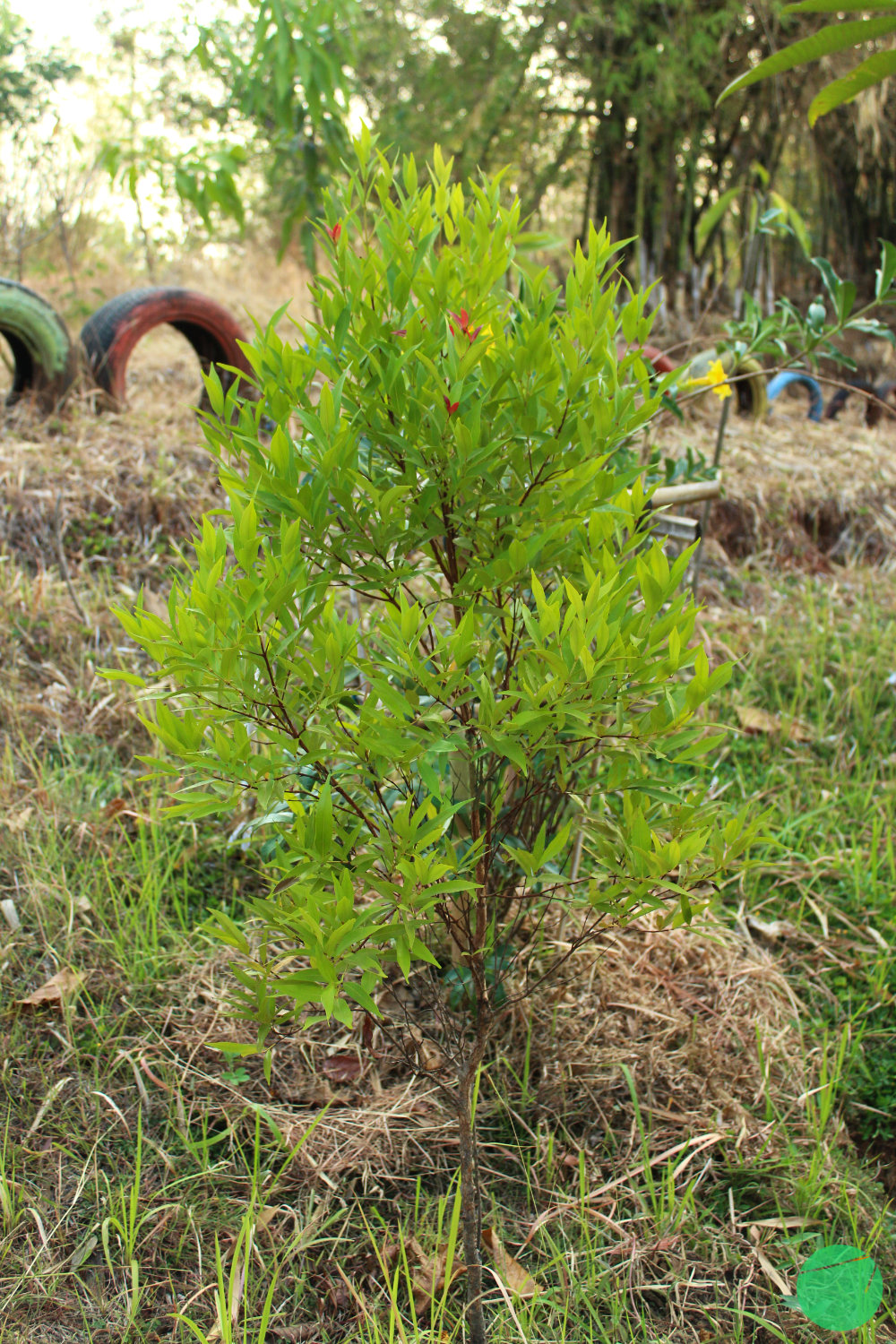 pucuk merah - Syzygium oleana - 2.jpg