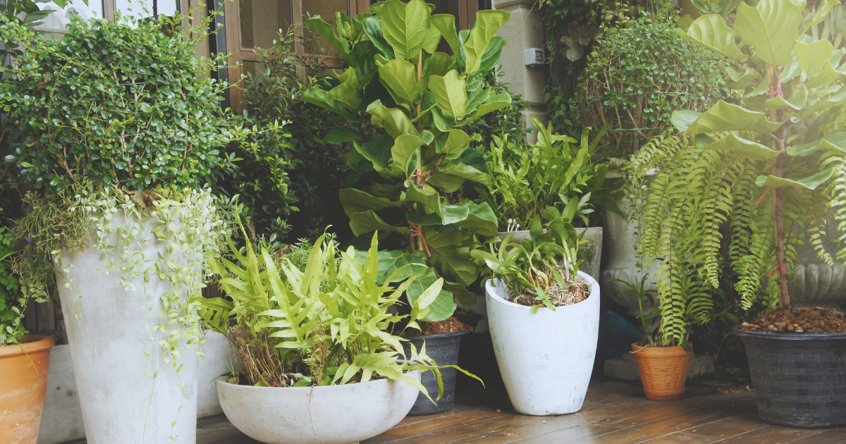 All Plants Should Be Moved Outdoors for the Summer.png