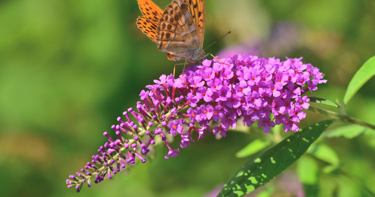 Butterfly Bush.png