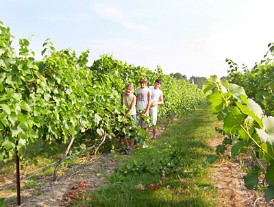 Cave Vineyard boasts over fifteen acres of grapes, making this a busy place.