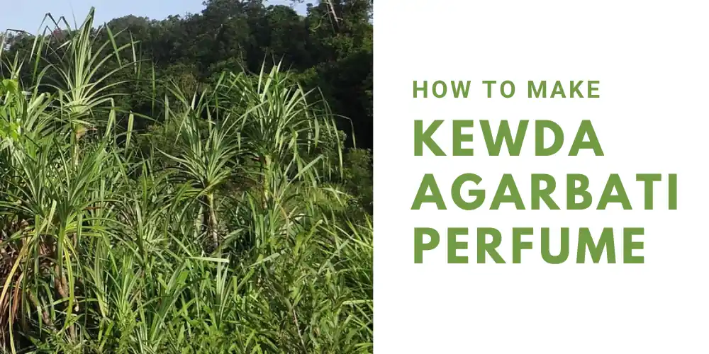 How to Make Kavada/Kevda/Kewda/Kewra Agarbatti Perfume