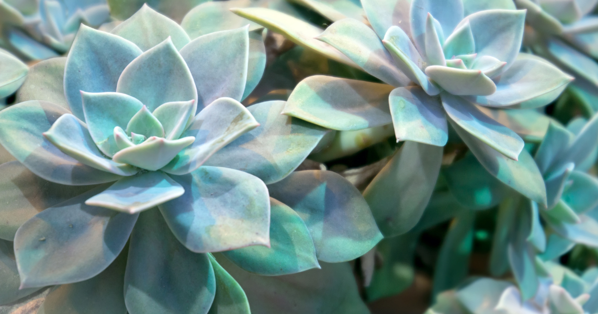 Echeveria -Galaxy Blue-.png