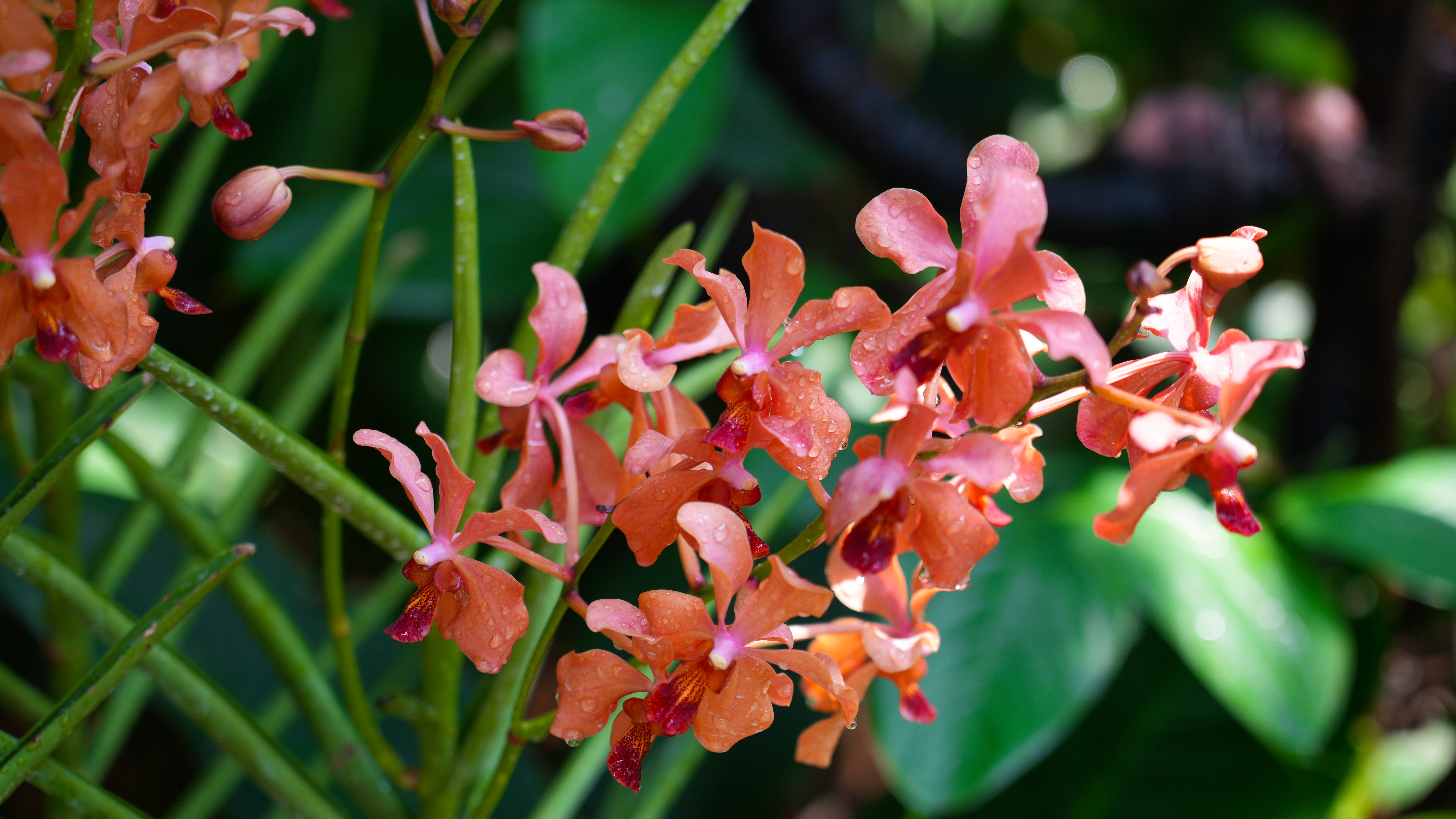 Orange orchids with water droplets