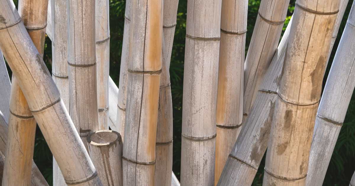 Giant Timber Bamboo.png