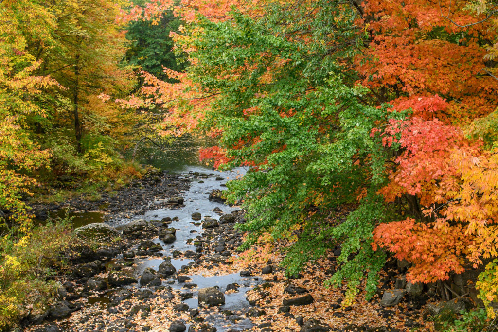 A creek runs through a forest of trees, decorated in a variety of fall colors.