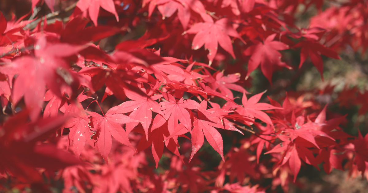 Japanese Maple.png