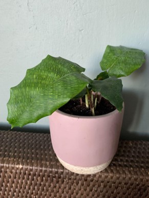 een volwassen Calathea Musaica stekje 