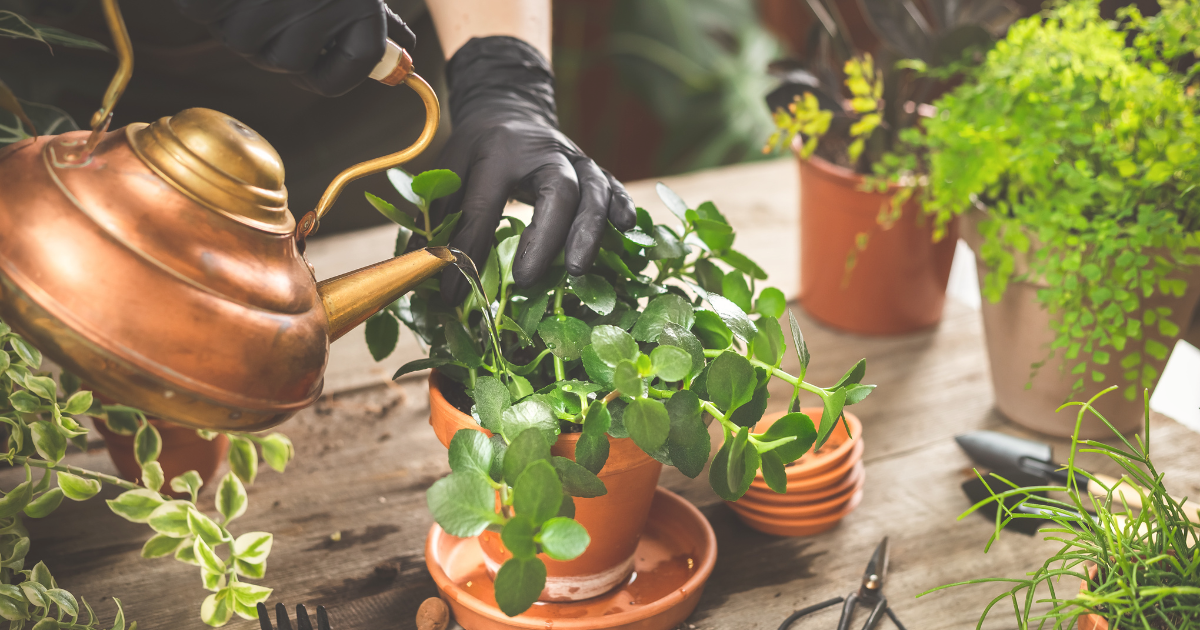Water your plant 1–2 days before repotting.png