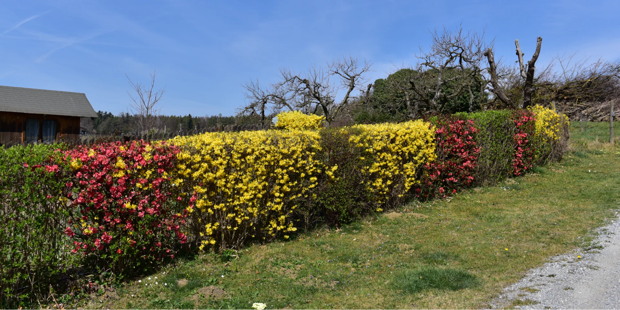 hedgeplant7-1658992525440.webp