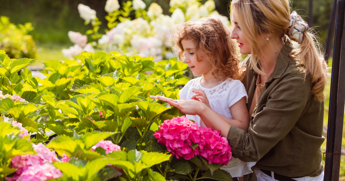 Hydrangeas.png