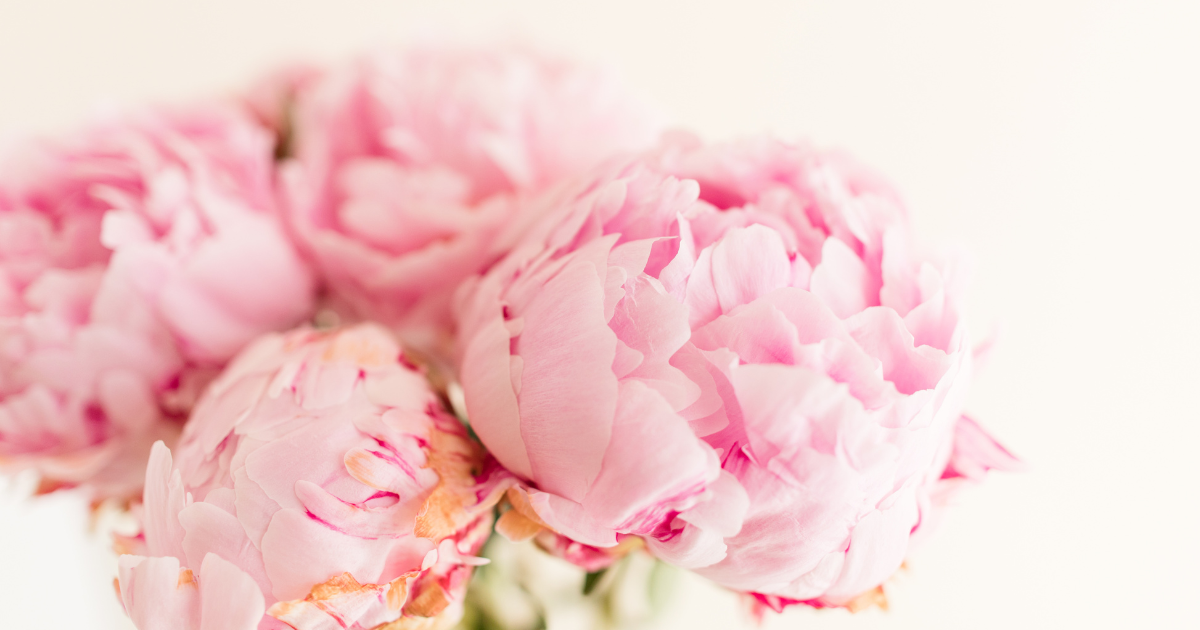 Peonies.png