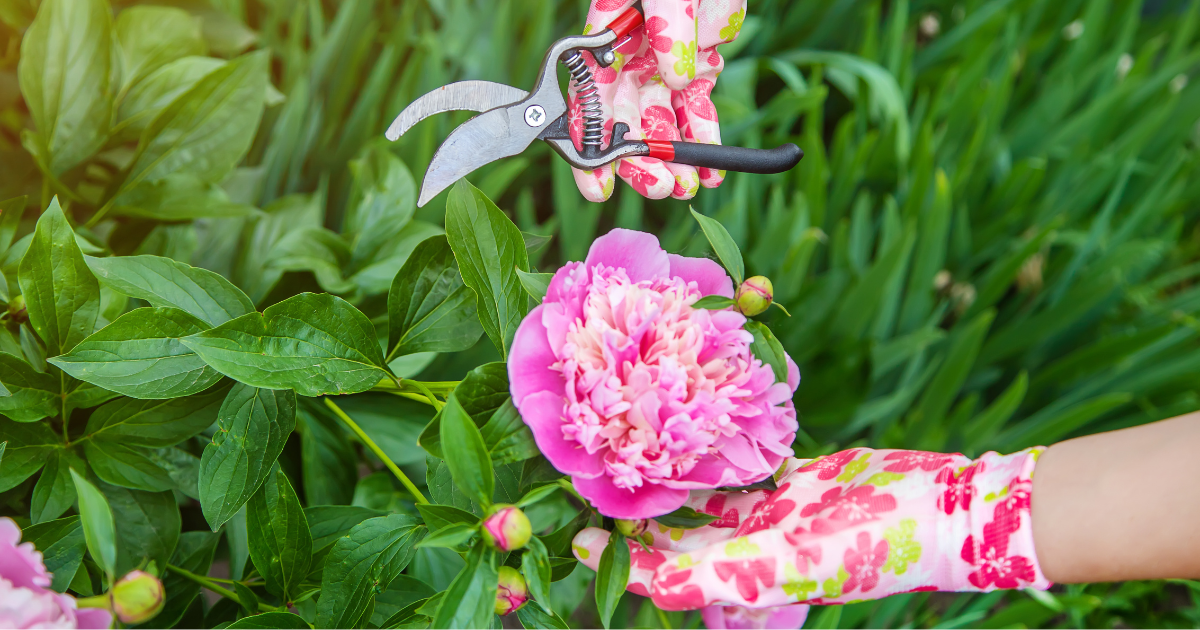 Pruning Peonies.png