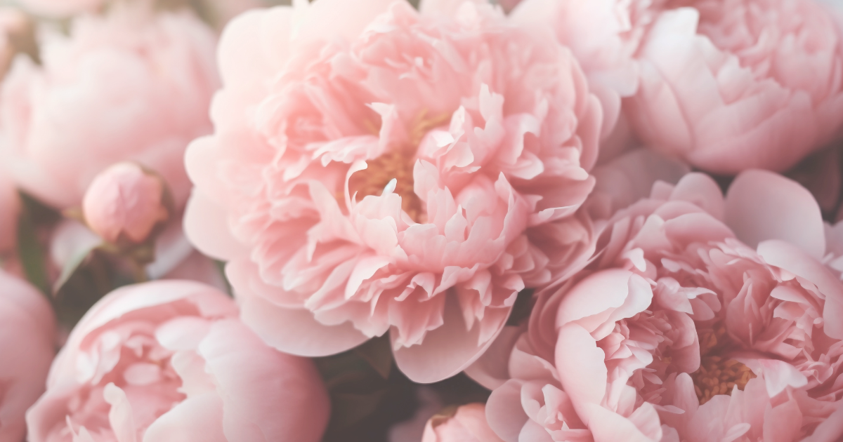 Peonies.png