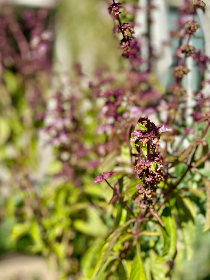 Garden Replanting in DTLA