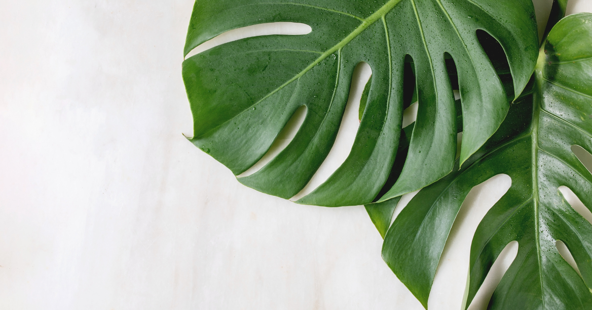 monstera deliciosa watering.png