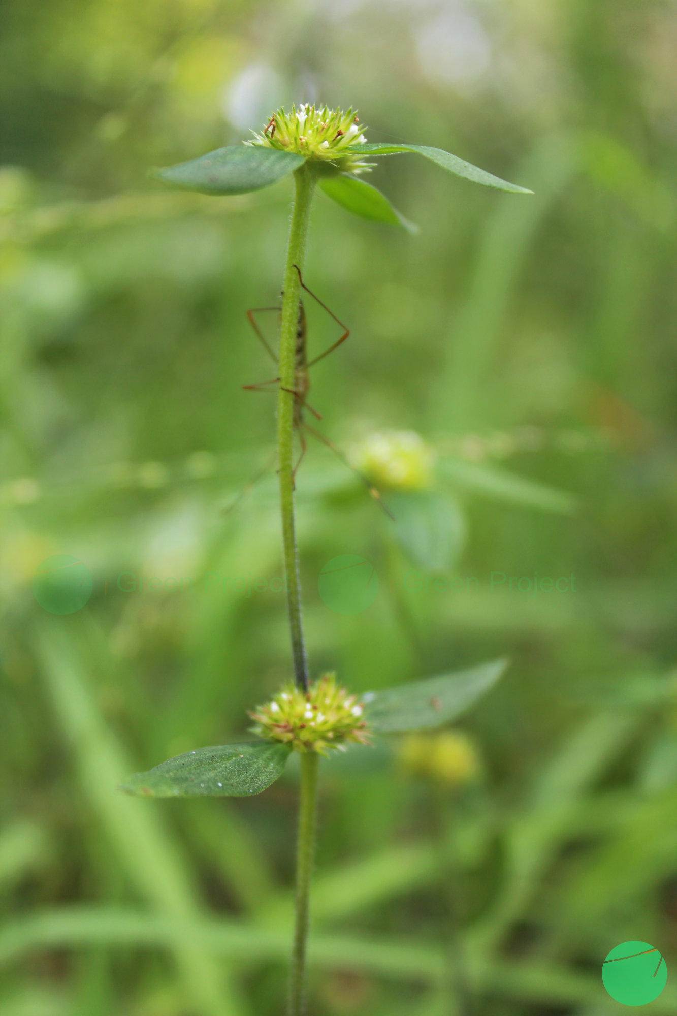 kemangi kancing - basil buttonweed - Spermacoce ocymoides - 3.jpg