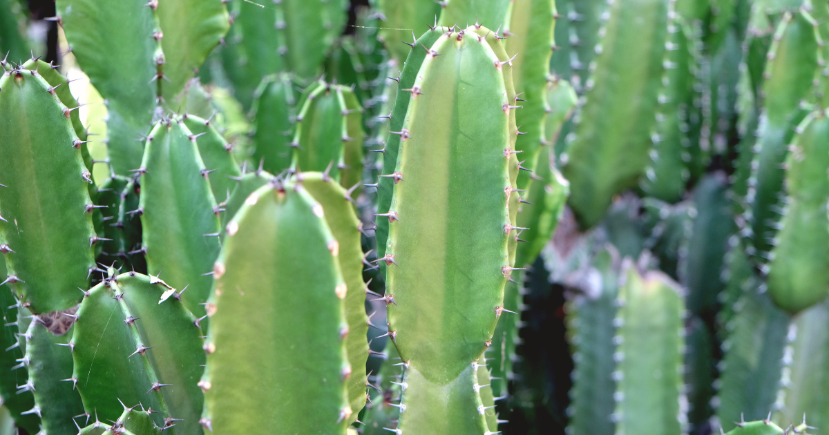 San Pedro Cactus.png