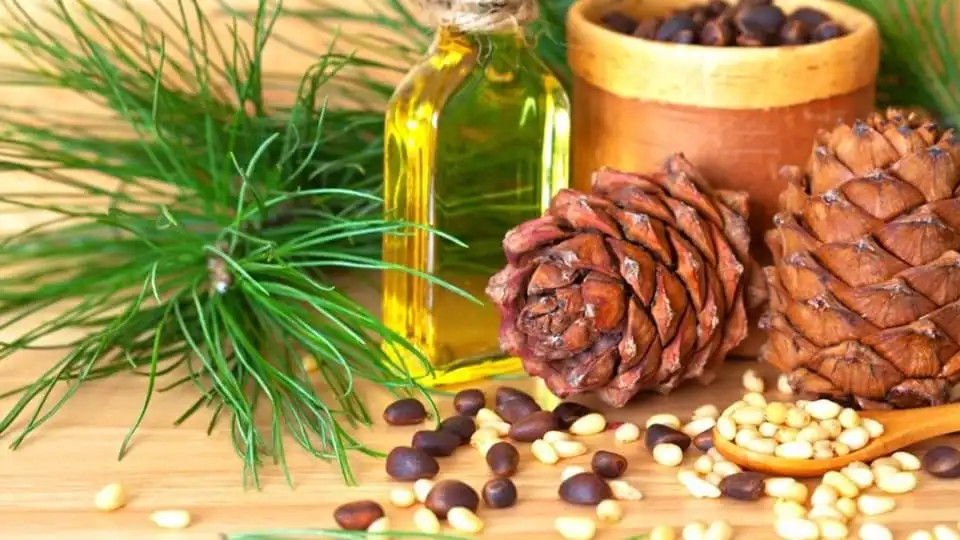 Pine Nut Oil to quickly boost children immunity