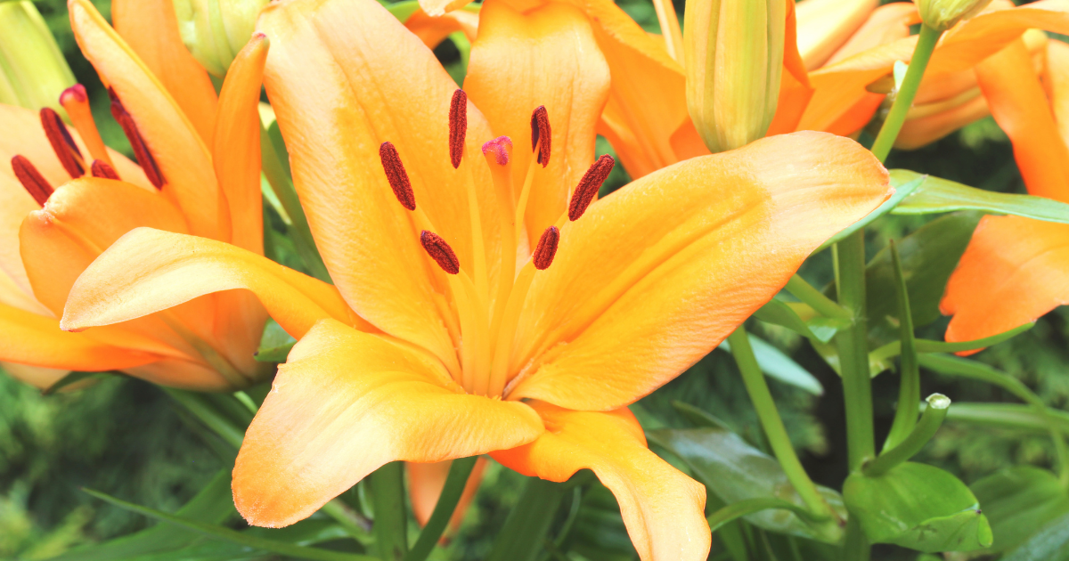 daylillies.png